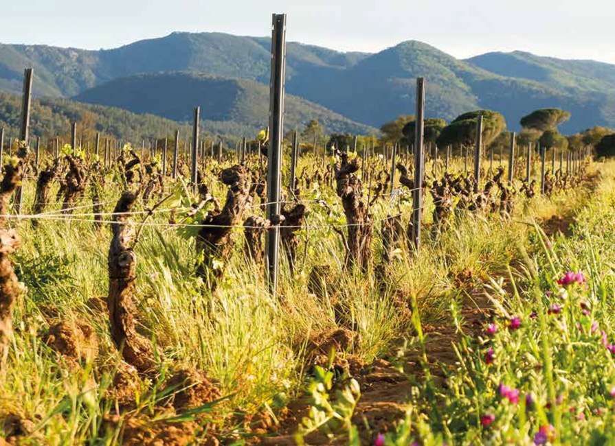 Heard It Through The Grapevine blog