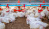 Pecking Order